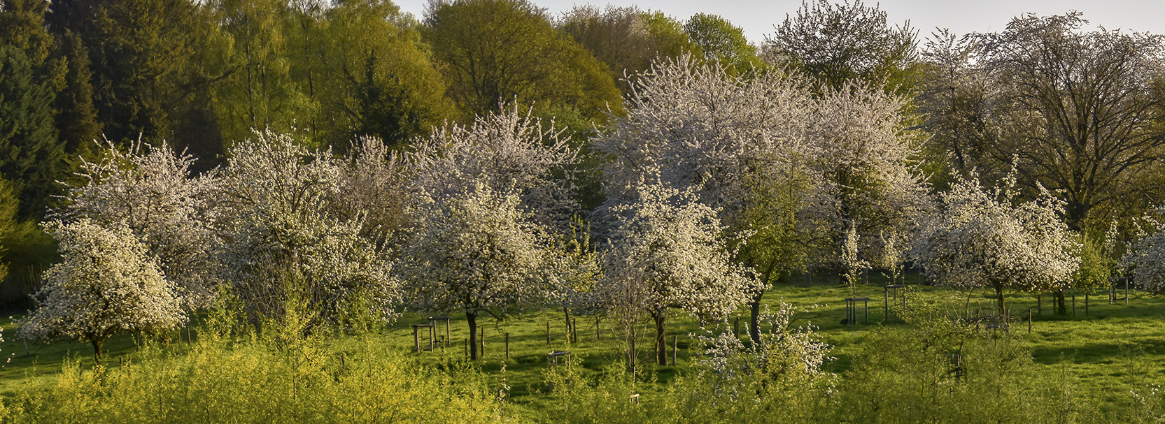 boomgaard kwadebeek