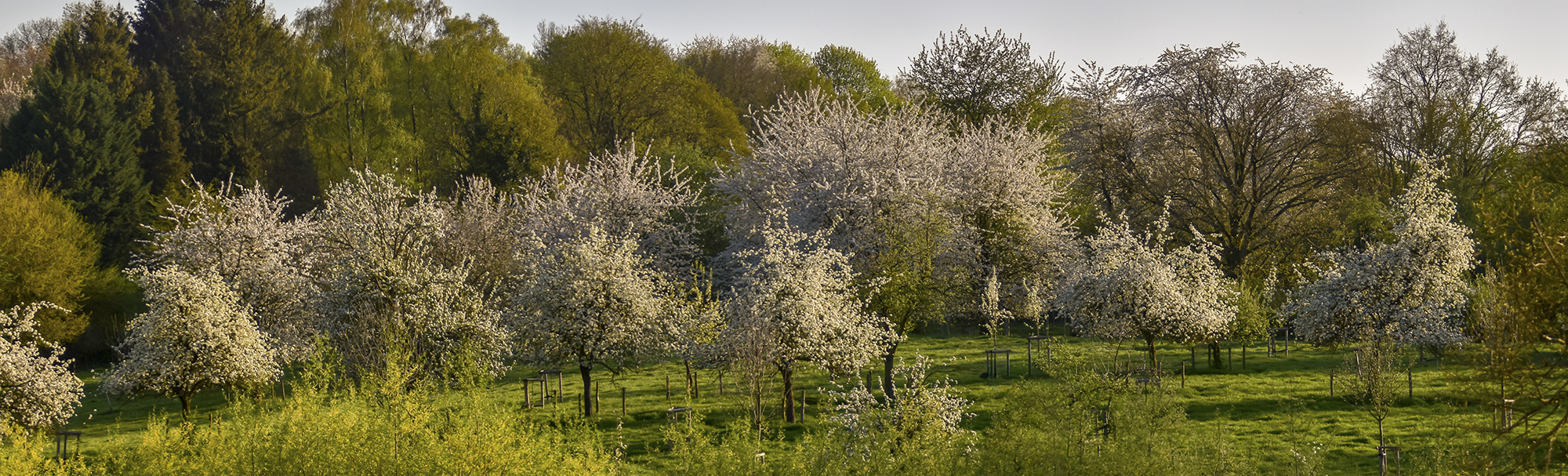 boomgaard kwadebeek